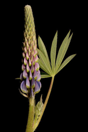 Garden Lupin (Lupinus polyphyllus). Young Inflorescence Closeupの写真素材