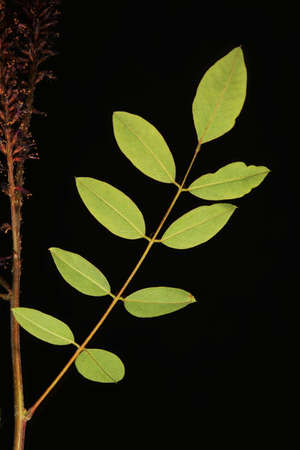 Desert False Indigo (Amorpha fruticosa). Leaf Closeup