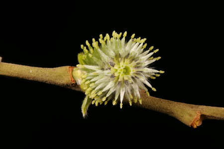 Goat Willow (Salix caprea). Female Inflorescence Cross-Section