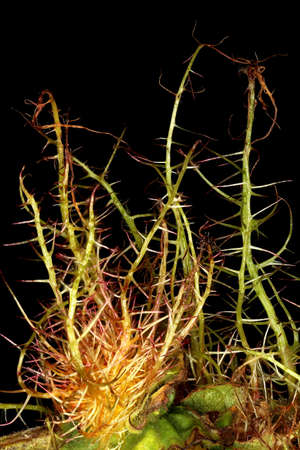 Dog Rose (Rosa canina). Bedeguar Gall Closeupの写真素材