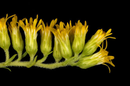 Early Goldenrod (Solidago gigantea). Inflorescence Detail Closeupの写真素材