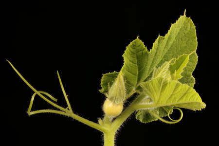 Pumpkin (Cucurbita maxima). Young Female Flower Closeup