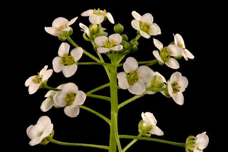 Sweet Alison (Lobularia maritima). Inflorescence Closeupの写真素材