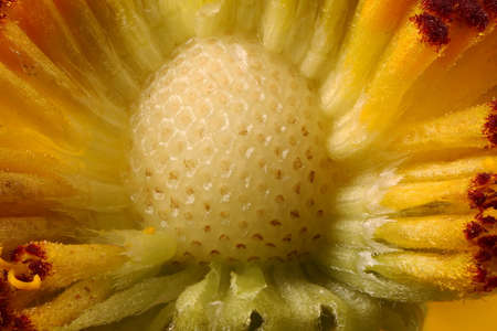 Sneezeweed (Helenium autumnale). Receptacle Closeup