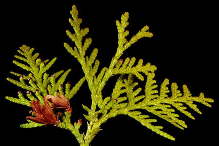 Northern White Cedar (Thuja occidentalis). Shoot Closeup