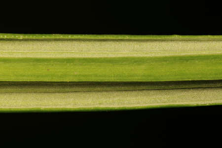 Spring Crocus (Crocus vernus). Leaf Closeupの写真素材