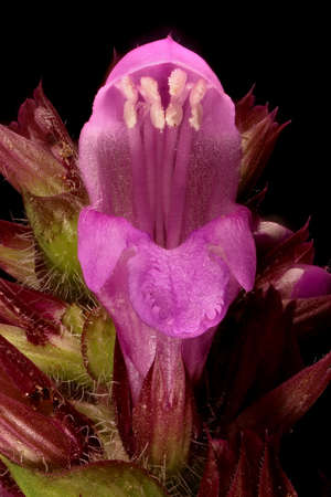 Large-Flowered Selfheal (Prunella grandiflora). Flower Closeup