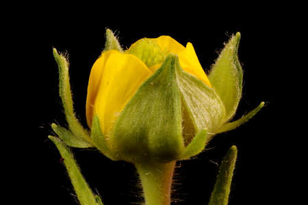 Eastern Avens (Geum aleppicum). Floral Bud Closeupの写真素材