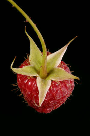 Raspberry (Rubus idaeus). Fruit Closeupの写真素材