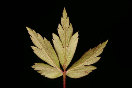 Wood Anemone (Anemone nemorosa). Leaf Closeup