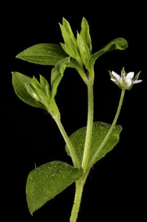 Three-Nerved Sandwort (Moehringia trinervia). Inflorescence Closeupの写真素材