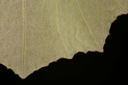 Colt's Foot (Tussilago farfara). Leaf Detail Closeup