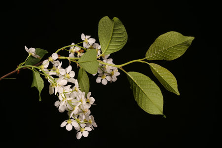 Bird Cherry (Prunus padus). Inflorescence Closeup