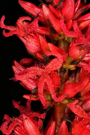 Castor-Oil Plant (Ricinus communis). Female Flowers Closeupの写真素材