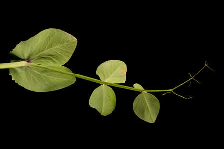Garden Pea (Pisum sativum). Leaf Closeup