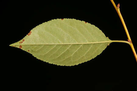 Dwarf Cherry (Prunus cerasus). Leaf Closeup