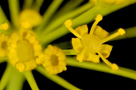 Dill (Anethum graveolens). Flowers Closeup
