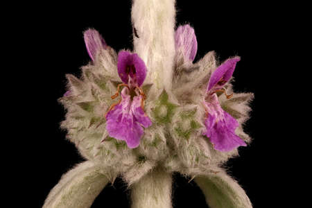 Lamb's-Ear (Stachys byzantina). Flowers in a Verticillaster Closeup