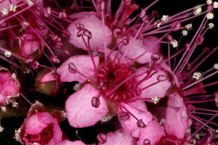 Japanese Spiraea (Spiraea japonica). Flowers Closeup