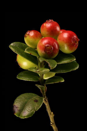 Cowberry (Vaccinium vitis-idaea). Immature Infructescence Closeup