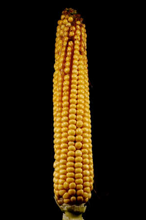 Maize (Zea mays). Infructescence Closeup