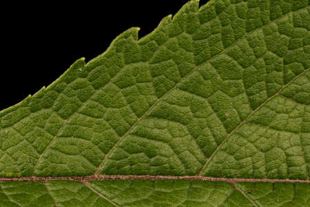 Purple Joe-Pye Weed (Eutrochium purpureum). Leaf Detail Closeup