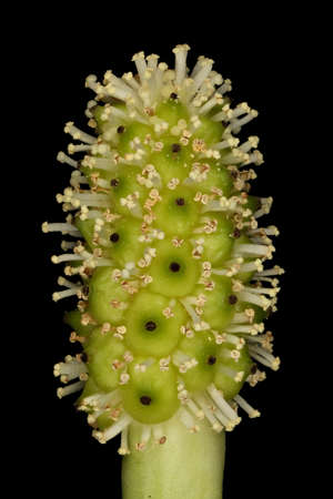 Bog Arum (Calla palustris). Inflorescence Detail Closeup