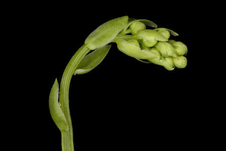 Serrated Wintergreen (Orthilia secunda). Immature Inflorescence Closeup