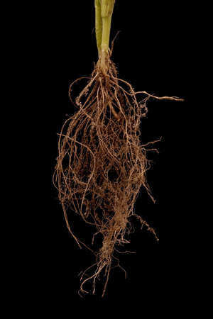 Annual Meadow Grass (Poa annua). Roots Closeup