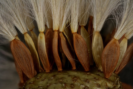 Prickly Sow-Thistle (Sonchus asper). Achenes Closeupの写真素材