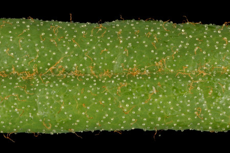 Marsh Labrador Tea (Rhododendron tomentosum). Leaf Detail Closeup