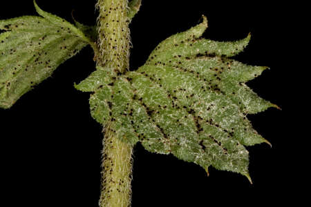 Spring Eyebright (Euphrasia x vernalis). Leaf Closeup