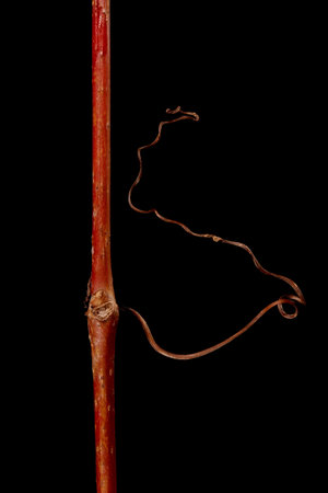 Thicket Creeper (Parthenocissus vitacea). Tendril and Lateral Bud Closeup