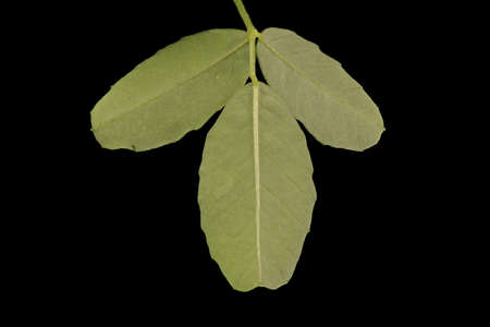 White Melilot (Melilotus albus). Leaf Closeup