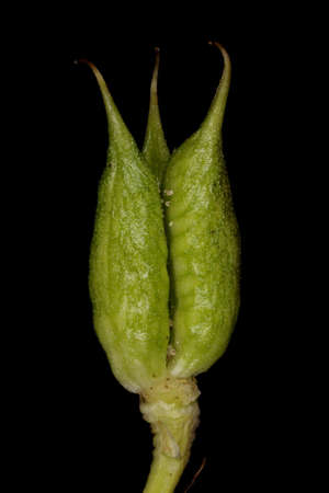 Delphinium (Delphinium x cultorum). Fruit Closeup