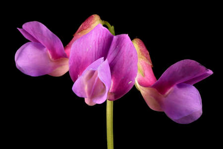 Spring Vetchling (Lathyrus vernus). Inflorescence Detail Closeup