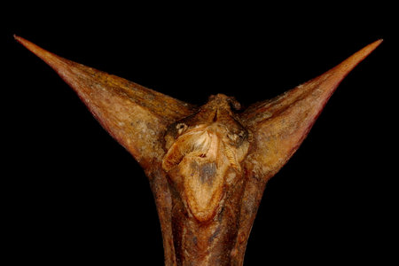 False Acacia (Robinia pseudoacacia). Shoot Apex Detail Closeupの写真素材