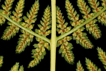Lady Fern (Athyrium filix-femina). Rachis and Pinnae Bases Closeup