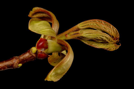 Norway Maple (Acer platanoides). Opening Leaves Closeupの写真素材