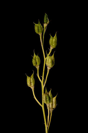 Delphinium (Delphinium x cultorum). Infructescence Closeupの写真素材