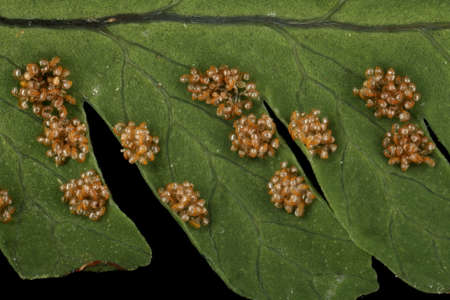 Oak Fern (Gymnocarpium dryopteris). Exindusiate Sori Closeup