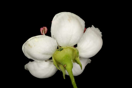 Common Hawthorn (Crataegus monogyna). Flower Closeupの写真素材