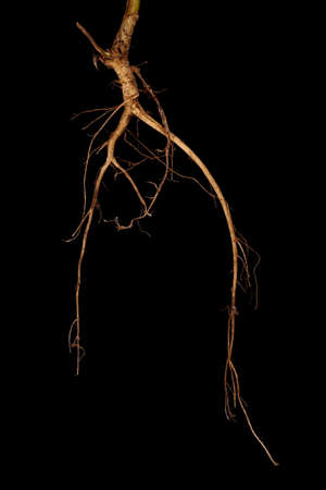 White Melilot (Melilotus albus). Root Closeupの写真素材