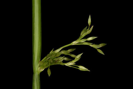 Soft Rush (Juncus effusus). Inflorescence Closeup