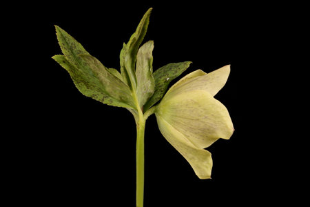 Lenten Rose (Helleborus orientalis). Flower Closeupの写真素材