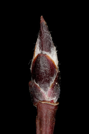 Thicket Shadbush (Amelanchier x spicata). Terminal Bud Closeupの写真素材