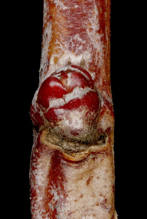 Hairy Cockspurthorn (Crataegus submollis). Lateral Bud Closeupの写真素材