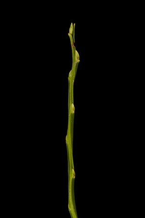 Bilberry (Vaccinium myrtillus). Wintering Twig Closeupの写真素材