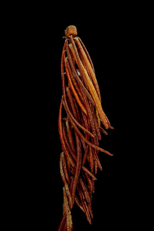 Marsh Labrador Tea (Rhododendron tomentosum). Wintering Twig Closeupの写真素材