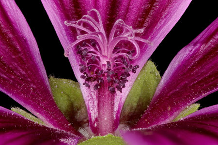 Common Mallow (Malva sylvestris). Pistil and Stamens Closeup